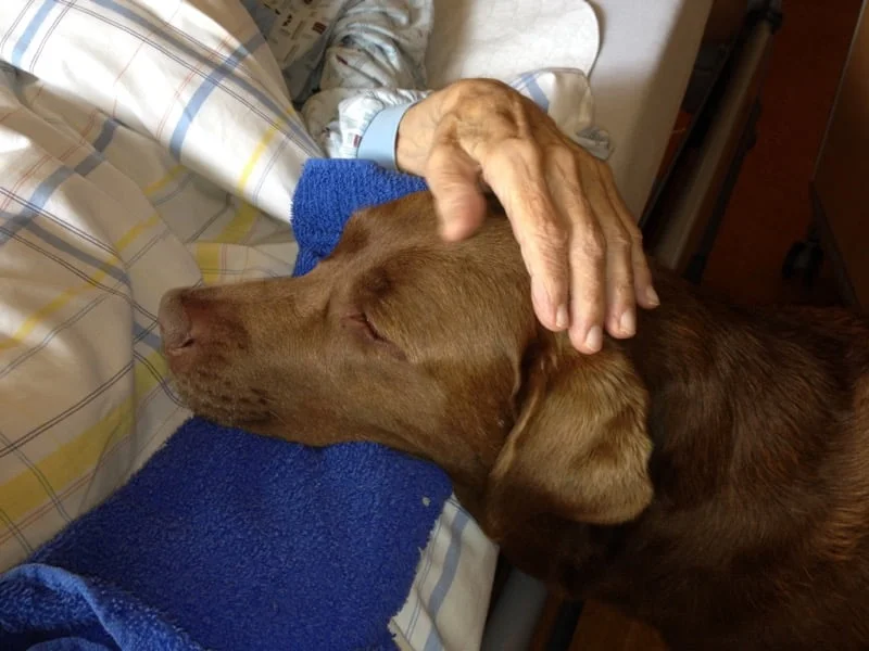 Pies terapeutyczny lubi dotyk