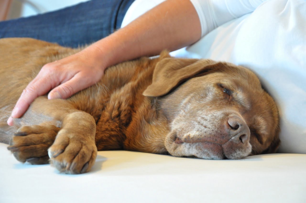 Pies terapeutyczny pomaja pacjentom zrelaksować się