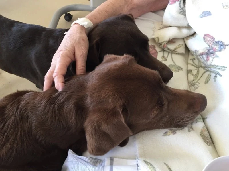 Pies terapeutyczny sam z siebie szuka kontakt z ludźmi 