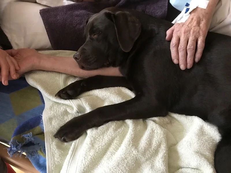 Pies terapeutyczny w łóżku osoby umierającej