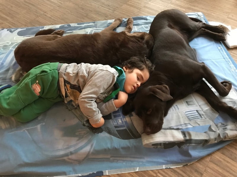 Psy terapeutyczny leżą obok dziecka