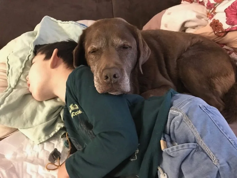 Pies terapeutyczny z dzieckiem w hospicjum