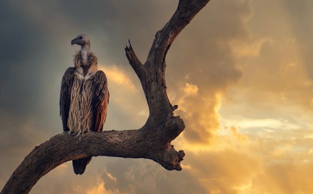 Vulture