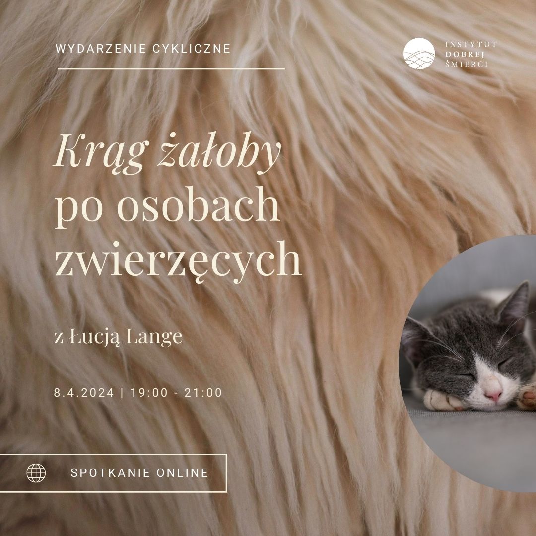 Zdjęcie przedstawia łeb leżącego kota widziany od przodu.