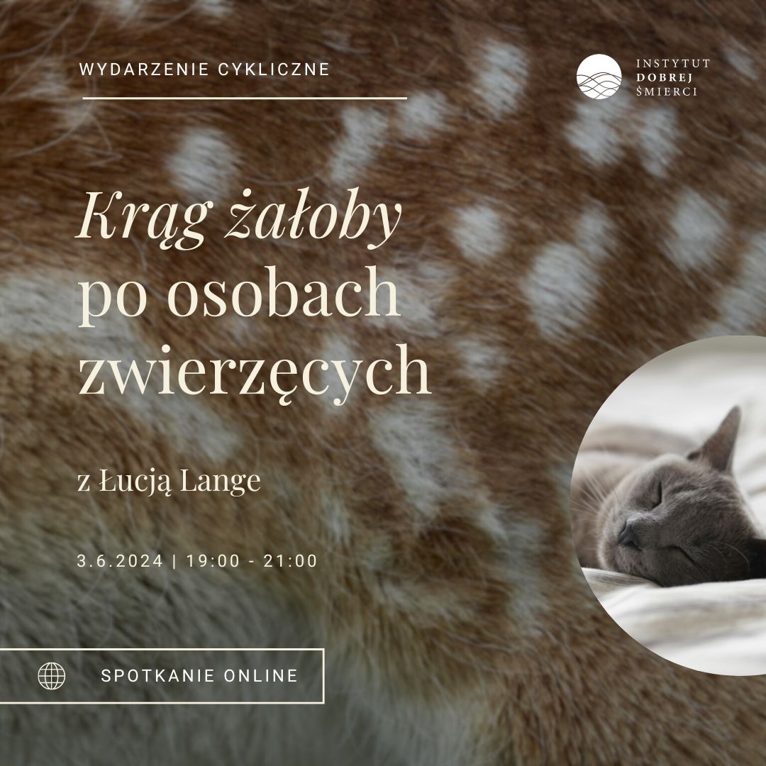 Zdjęcie przedstawia leżącego kota.