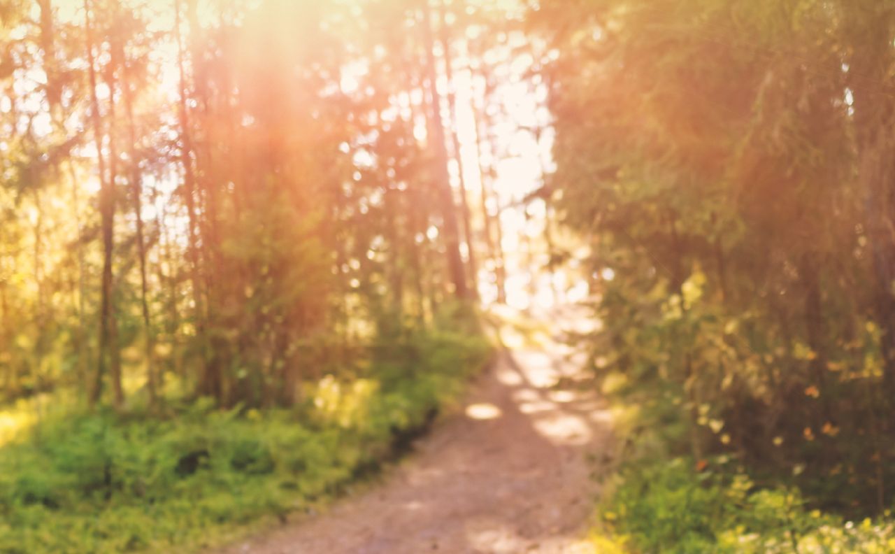 Zdjęcie przedstawia drogę w lesie skąpaną w słońcu.