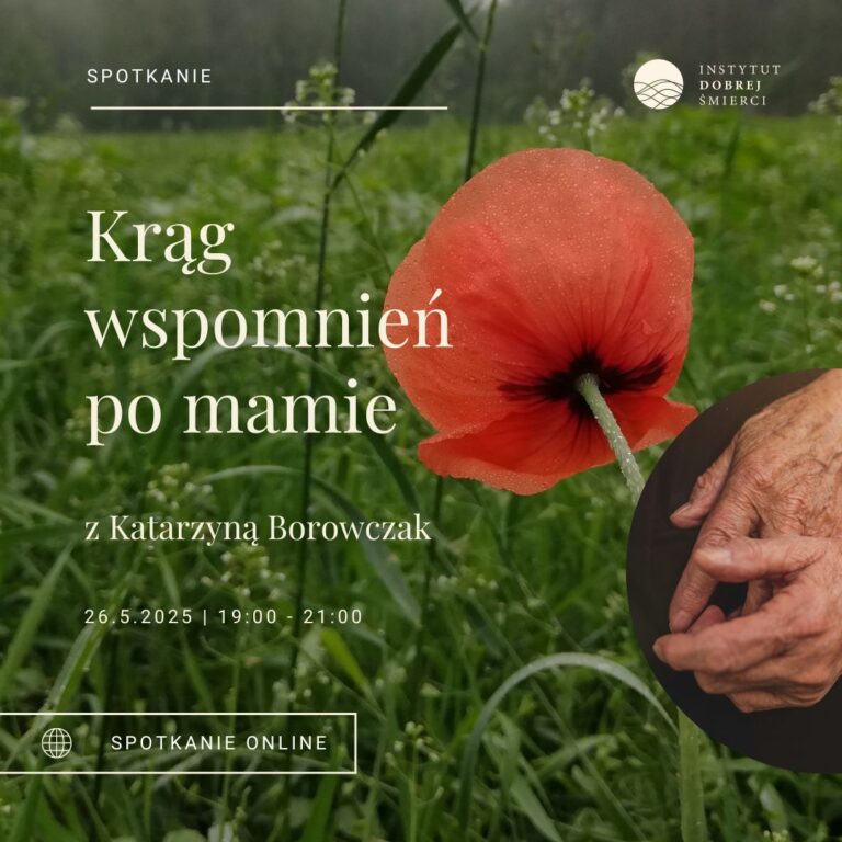 kwiat mak na łące