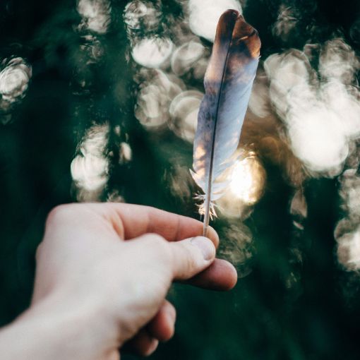 Dłoń trzymająca ptasie pióro.