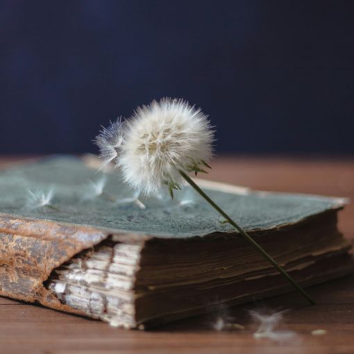 Dmuchawiec na starej książce