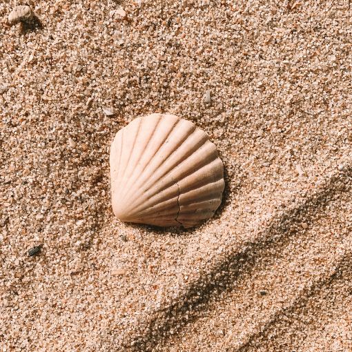 Muszla na piasku